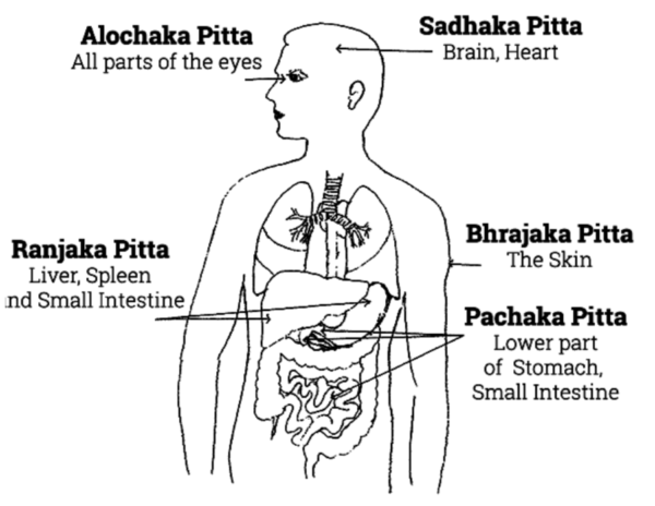 the-15-subdoshas-of-the-3-main-doshas-wasatch-ayurveda-yoga